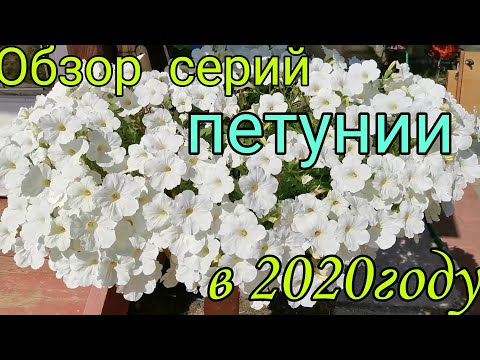 Видео: Обзор серий петунии из семян, которую я выращивала в 2020году.