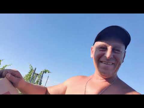 Видео: Дозрівають нові сорти персика. Великий огляд. 