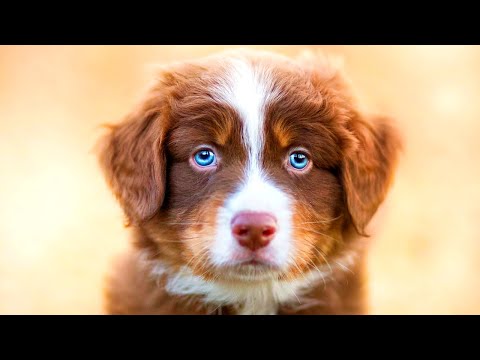 Видео: Николай Дроздов рассказывает о собаках 🐕