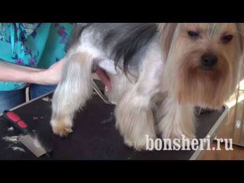 Видео: Креативная стрижка Йорка Йоркширского терьера, зоосалон Littledog.club