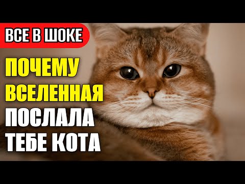Видео: ТЫ НЕ ЗНАЛ ТОЧНО! ВОТ ПОЧЕМУ У ТЕБЯ ПОЯВИЛСЯ КОТ ИМЕННО В ТОТ САМЫЙ МОМЕНТ!