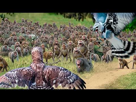 Видео: 1000 ОБЕЗЬЯН против 2 ПТИЦ! Эта битва шокировала ученых!