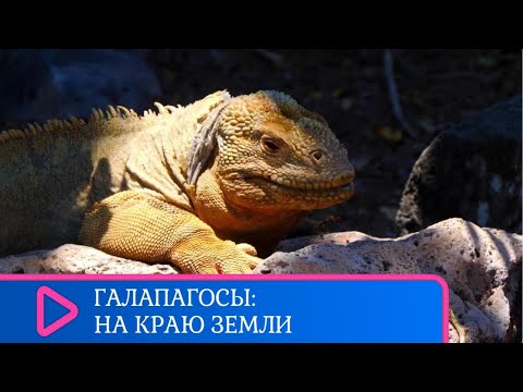 Видео: МОРСКИЕ ИГУАНЫ, ГОЛУБОНОГИЕ ОЛУШИ И СЛОНОВЫЕ ЧЕРЕПАХИ. Галапагосы: на краю земли. Семейный канал