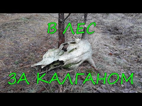 Видео: В лес за калганом.