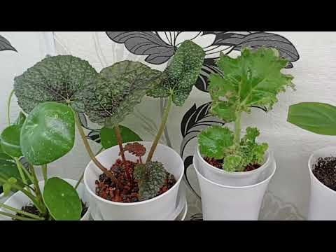 Видео: Комнатные Растения На Стеллаже В Ноябре 