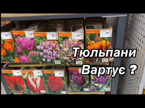 Видео: Тюльпаны в САДОВОМ 🌱уже ПРОДАЮТ 🌷Луковицы ТЮЛЬПАНОВ