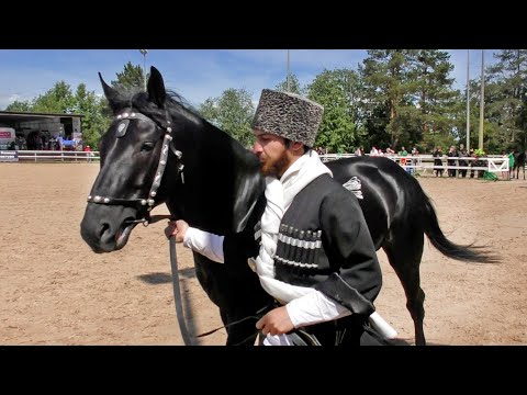 Видео: Лошади КАБАРДИНСКОЙ породы /Ринг Созвездие Шагди #ИППОсфера 2021