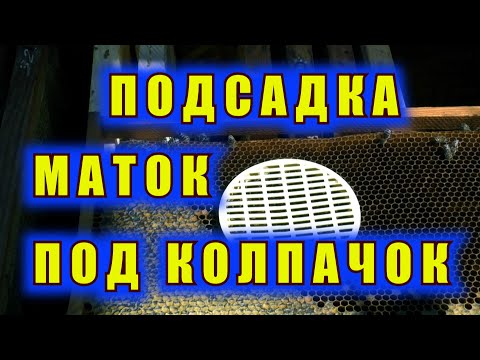 Видео: ПОДСАДКА ПЛОДНОЙ МАТКИ ПОД КОЛПАЧОК