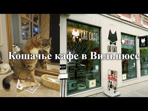 Видео: Зачем мне нужен канал на Youtube. Отпуск. Кошачье кафе в Вильнюсе Cat Cafe