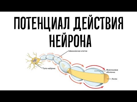 Видео: Потенциал действия. Миелиновые и безмиелиновые нейроны.
