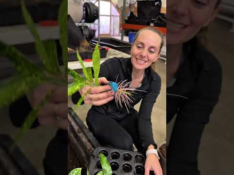 Видео: Кротон «Золотая пыль» в клонировании аэропоники!