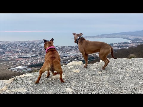 Видео: Шикарный вид! Последний день Парк Олимп Сафари парк Пробуем Трдельник Геленджик Лабрадор мастерклас