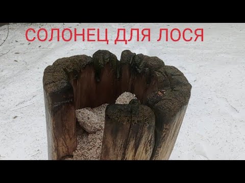 Видео: Солонец круглый год.Как и где сделать хороший солонец на лося.