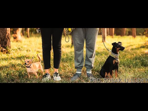 Видео: Как научить ягдтерьера сидеть и лежать?