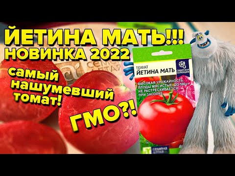 Видео: ЙЕТИНА МАТЬ! ТОМАТ ДЛЯ ОТКРЫТОГО ГРУНТА БЕЗ ФОРМИРОВКИ И ПАСЫНКОВАНИЯ! ВЫРАСТЕТ ВЕЗДЕ