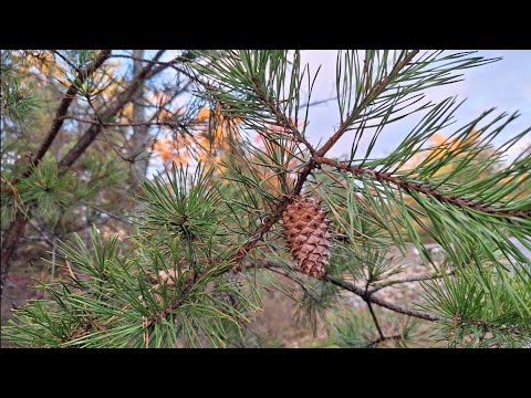 Видео: Утро в Горах - пойдёмте Погуляем вместе, Тишина, Уют, Покой - Красота Осенних Пейзажей в Горах !!! 😍