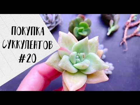 Видео: Покупка суккулентов #20 (и снова Иван Соболев)