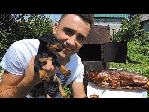 Видео: КОПЧЕНИЕ ТОЛСТОЛОБИКА ПРИТРАВКА ЯГДТЕРЬЕРА БОББИ В МЕСЯЦ НА ФАЗАНА