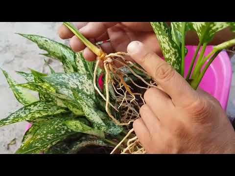 Видео: Аглонема гулини булиш ва экиш.#geran #gullar #flowers