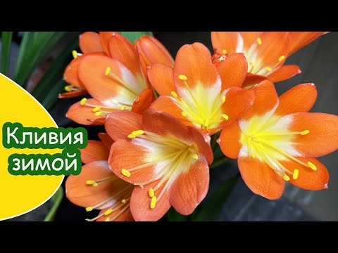 Видео: Кливия зимой