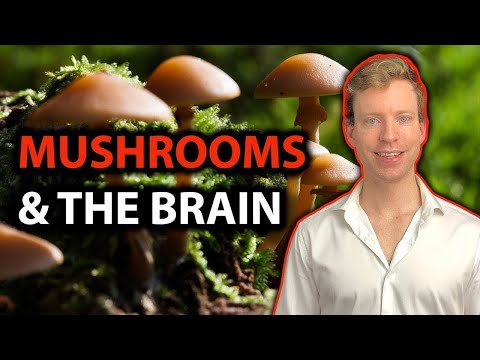 Видео: Почему добавки Lions Mane — это пустая трата денег!