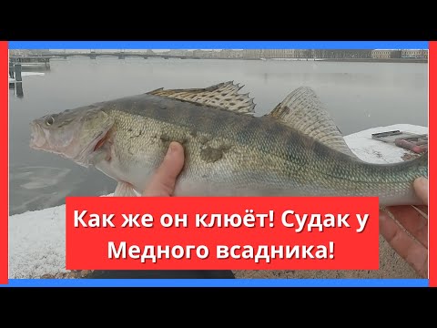 Видео: #93 #рыбалка Судак у Медного всадника жадно клюёт почти на каждом забросе!