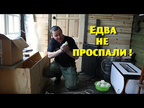 Видео: Кроли - плодятся , гусята - вылупляются , а вот пчёлы - чуть не улетели!