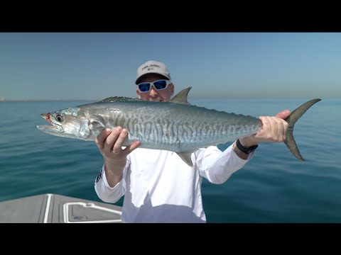 Видео: НЕРЕАЛЬНАЯ РЫБАЛКА НА СПИННИНГ! 🎣 ЭТО СЧАСТЬЕ! КЛЮЁТ ВСЁ: КОБИЯ, СИБРИМ, КОРОЛЕВСКАЯ МАКРЕЛЬ