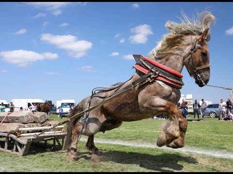 Видео: Село Бреница подреди броеница с коне