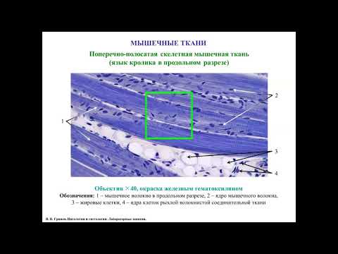 Видео: Мышечные ткани, описание гистологических препаратов