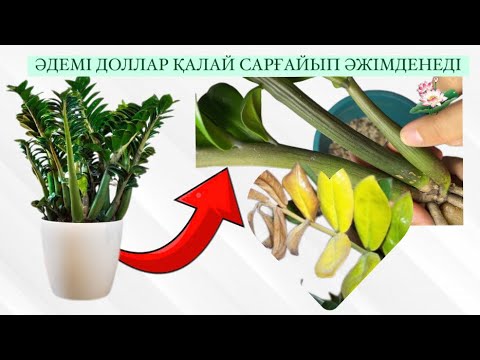 Видео: ДОЛЛАР ГҮЛІН ТЕЗ ӘРІ ОҢАЙ ТАМЫРЛАТЫП,ҚАЛЫПҚА КЕЛТІРЕМІЗ✅