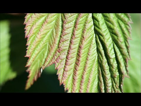 Видео: Веточка малины, часть 2