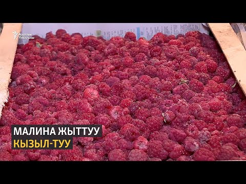 Видео: Малина жыттуу  Кызыл-Туу