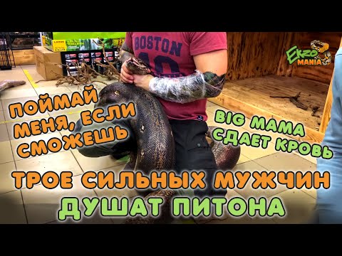 Видео: ТРОЕ МУЖИКОВ ДУШАТ ПИТОНА / БЕРЕМ АНАЛИЗЫ У BIG MAMA