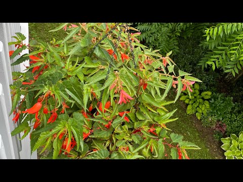 Видео: Бегония Санта Круз Сансет!!! Бегония или Петуния, кто выиграл?