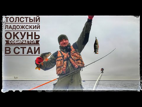 Видео: Толстый окунь собрался в стаи.Ловля окуня на ладоге.