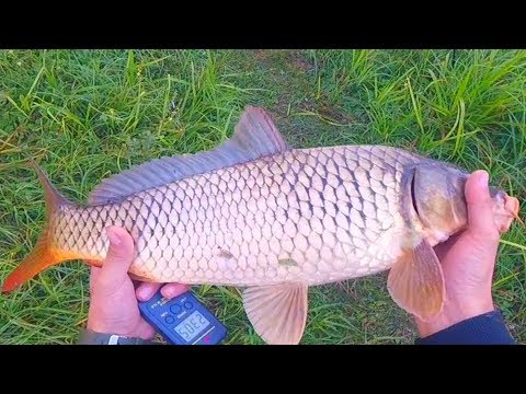 Видео: Ох и мощные здесь карпы! Ловля карпа на горох на пруду