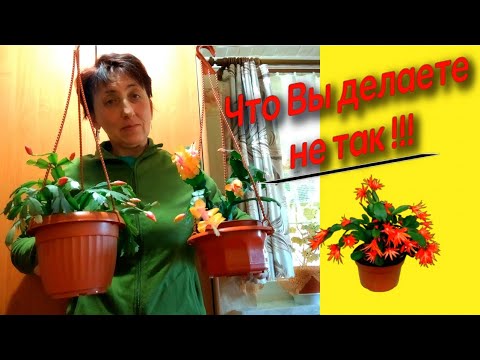 Видео: Как ухаживать за цветущим декабристом, чтобы продлить цветение!