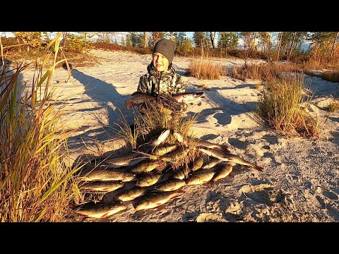 Видео: РЫБАЛКА КЛЁВЫМ ВЕЧЕРОМ НА МОРДАТЫХ ОКУНЕЙ, ЖИРНУЮ СОРОГУ И ГОЛОДНЫХ ЩУК В БАБЬЕ ЛЕТО НА ЯМАЛЕ!