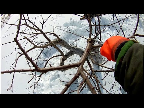 Видео: Яблоня. Как я обрезал старую яблоню весной. Ранний сорт