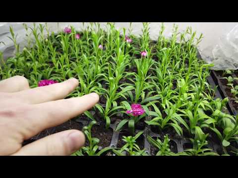 Видео: Освещение в теплице. Нарезка черенка Пеларгонии.