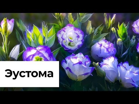 Видео: Как вырастить Эустому в домашних условиях. Секреты успеха