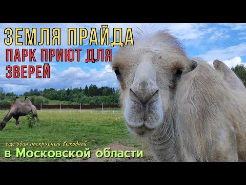 Видео: ПАРК ЛЬВОВ "ЗЕМЛЯ ПРАЙДА" - Колдовские путешествия
