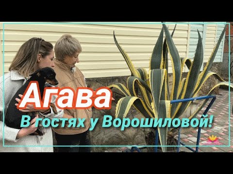 Видео: В гостях у Ворошиловой. Агава / Сад Ворошиловой