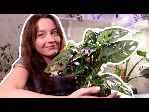 Видео: Будни цветовода, влог с растениями. Уборка цветочной зоны. Пересадка монстеры манки. Новиночка!