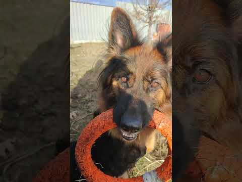 Видео: Нас уже целая стая😄