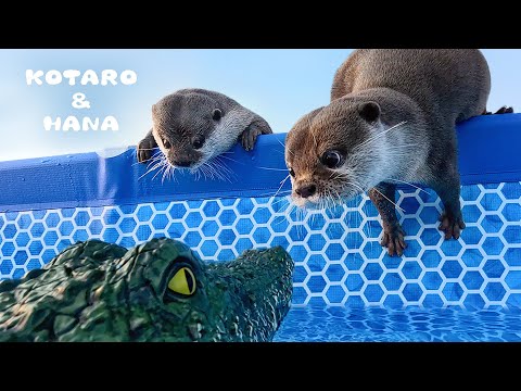 Видео: Выдры реагируют на RC-крокодила в бассейне