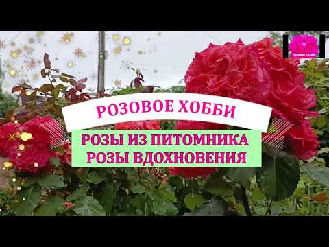 Видео: РОЗЫ-ПЕРВОГОДКИ ИЗ ПИТОМНИКА "РОЗЫ ВДОХНОВЕНИЯ"