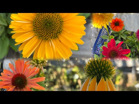 Видео: Распаковка покупочек для сада 🌸эхинацеи