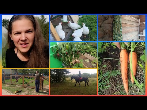 Видео: Секреты моего урожая. Какие сорта сажаю. Бройлеры научились добывать еду. Работа и отдых в деревне.